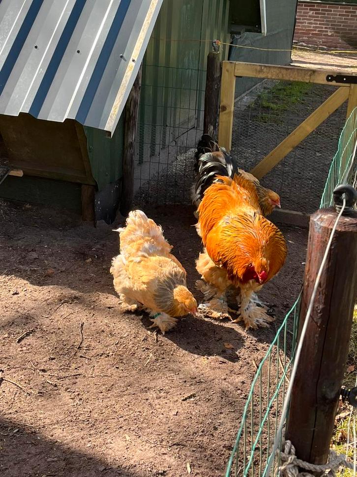 Broedeieren brahma groot, Dieren en Toebehoren, Pluimvee, Kip, Geslacht onbekend