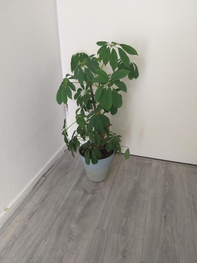 Te koop 70 cm hoog, Ophalen, Gebruikt, Binnen, 40 tot 70 cm