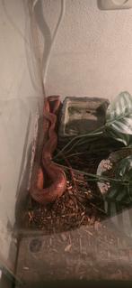 Koren slang/ rattenslang +/- 3 jaar, Dieren en Toebehoren, Reptielen en Amfibieën, Slang, Met terrarium, 3 tot 6 jaar