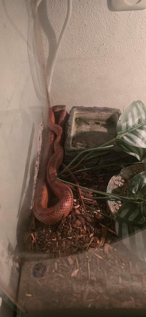 Koren slang/ rattenslang +/- 3 jaar, Dieren en Toebehoren, Reptielen en Amfibieën, Slang, 3 tot 6 jaar, Met terrarium, Tam