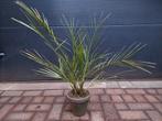Phoenix Canariensis (2-stam) - Canarische Dadelpalm H: 80 cm, Minder dan 100 cm, Zomer, Palmboom, Ophalen
