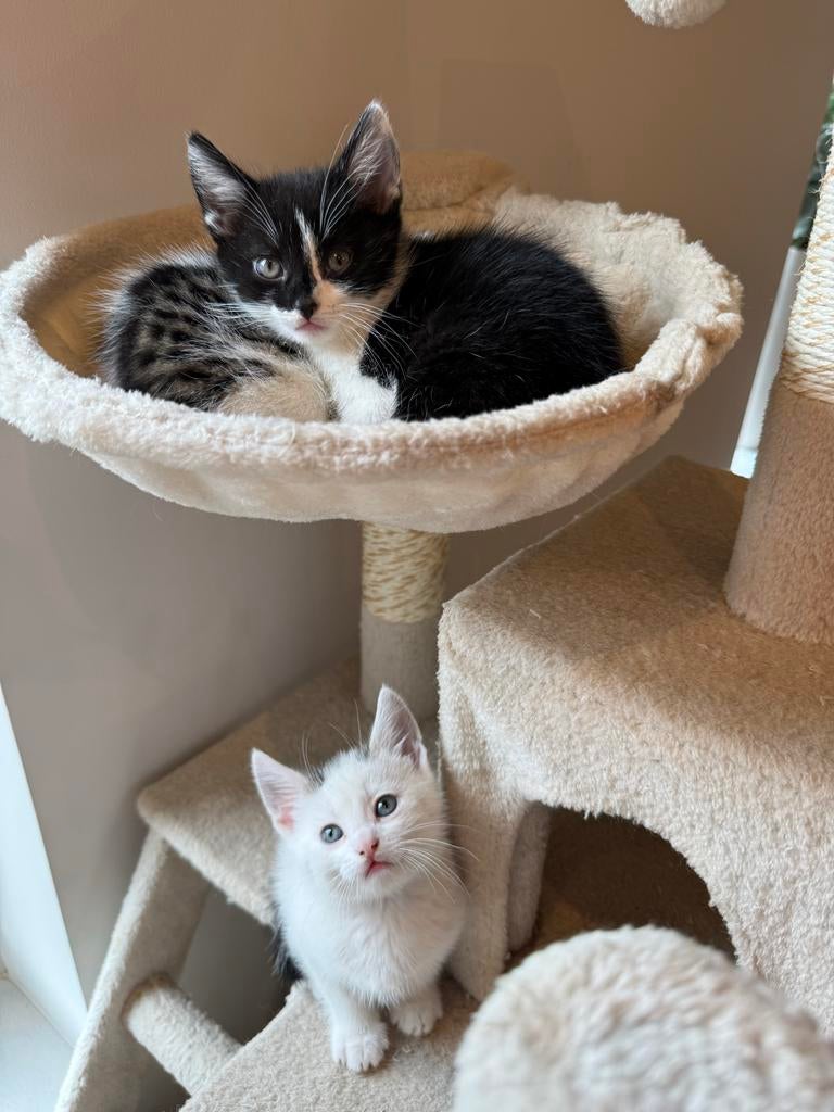 Kittens (mogen al weg), Dieren en Toebehoren, Meerdere dieren