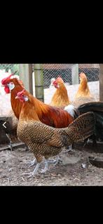 Assendelfter goudpel broedeieren., Dieren en Toebehoren, Pluimvee, Geslacht onbekend, Kip