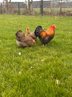 Broedeieren Wyandotte kriel, Dieren en Toebehoren, Pluimvee, Geslacht onbekend, Kip