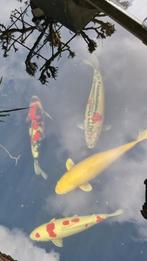 4 x Koi, Karper of Koi