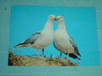 18) Kleuren ansichtkaart  Zilvermeeuw vogels, Ophalen of Verzenden, 1980 tot heden, Gelopen, Vogel