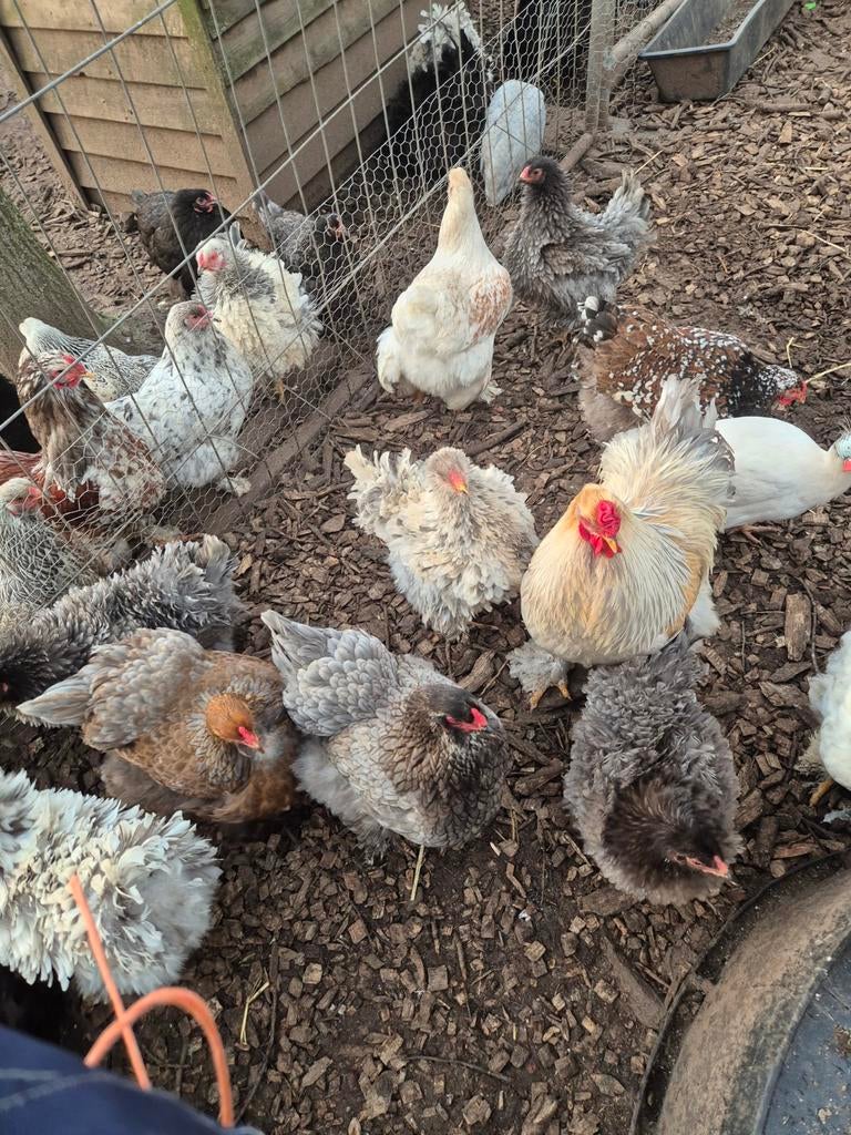 Brahma groot hennen te koop van zomer vorig jaar 2025, Vrouwelijk, Kip