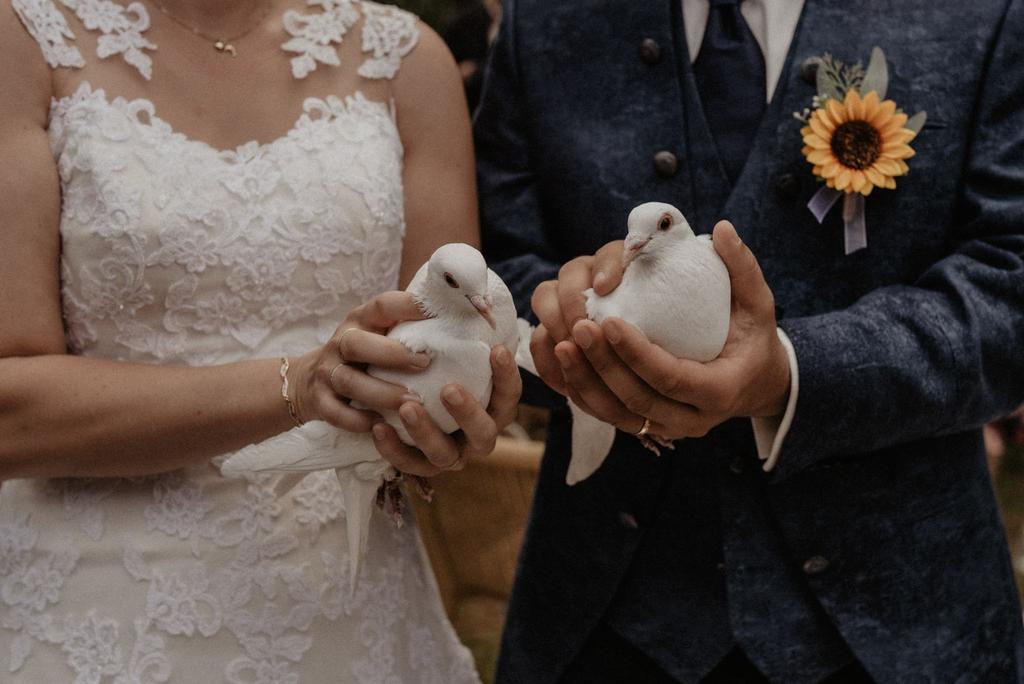 Witte duiven te huur Rouw en/of trouw duif, Meerdere dieren, Postduif