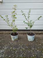 Goed gewortelde biologische liguster 70cm, Tuin en Terras, Ophalen of Verzenden, Liguster, Minder dan 100 cm