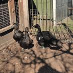 Oorspronkelijke muskuseend., Mannelijk, Eend