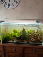 Oase Aquarium 180 Liter | Inclusief Oase Filter & Verwarming, Dieren en Toebehoren, Vissen | Aquaria en Toebehoren, Ophalen of Verzenden