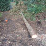 Aangeboden :  bomen omzagen en  knippen in omgeving Breda.