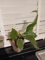 Anthurium Plowmanii, Huis en Inrichting, Ophalen of Verzenden, Halfschaduw, Minder dan 100 cm