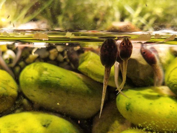 Te koop kikkervisjes epipedobates tricolor Frog - unknown for sale from Jeroen & Laura