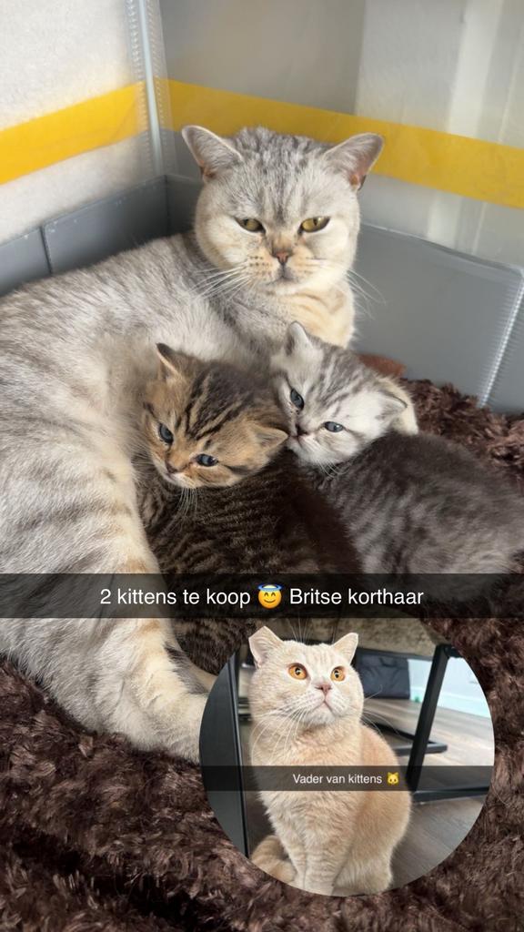 2 Kittens - Britse korthaar - oranje/zwart - grijs/zwart, Meerdere dieren, 0 tot 2 jaar