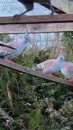 Kuifduiven, Dieren en Toebehoren, Meerdere dieren, Overige soorten