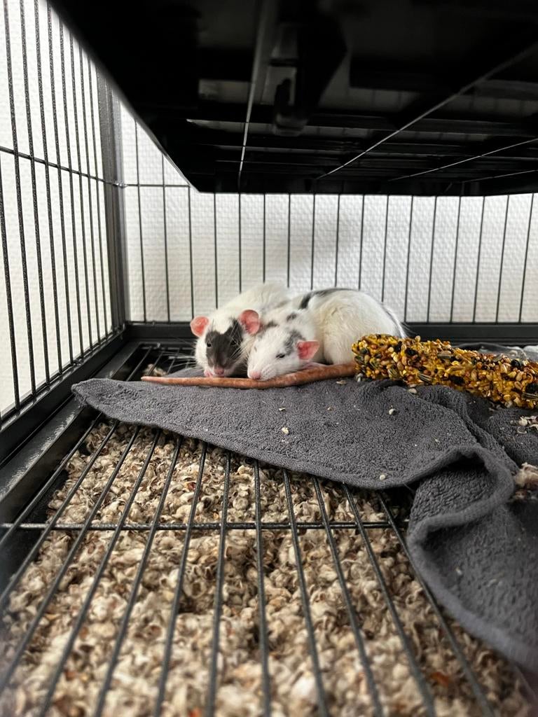 Rittens vrouwtjes, Dieren en Toebehoren, Knaagdieren, Januari, Vrouwelijk, Rat