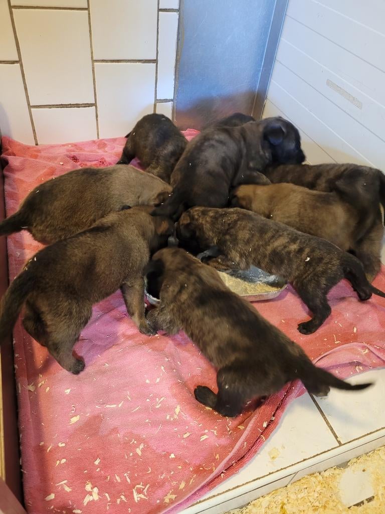 Lente puppies!! Met garantie!!, Dieren en Toebehoren, Honden | Herdershonden en Veedrijvers, 8 tot 15 weken, Parvo, Meerdere, Meerdere dieren