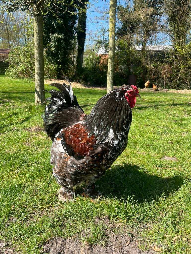 Brahma haan, Mannelijk, Kip