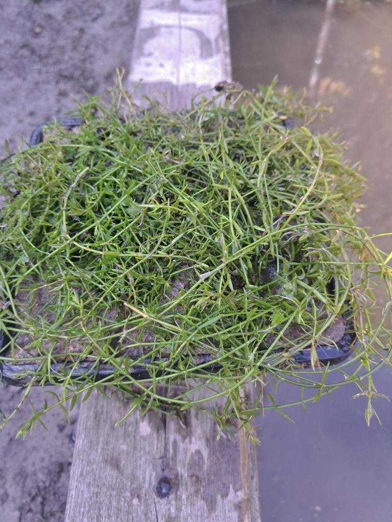 Zuurstofplanten Naaldkruid ( Crassula helmsii) in mand, Ophalen, Nieuw