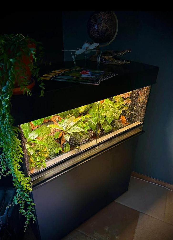 Paludarium terrarium, Dieren en Toebehoren, Reptielen en Amfibieën | Toebehoren, Zo goed als nieuw, Ophalen