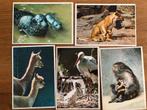 Voor het kind, set van 5 dieren met jong, J Bokma 1970, Verzenden, 1960 tot 1980, Ongelopen, Overige thema's