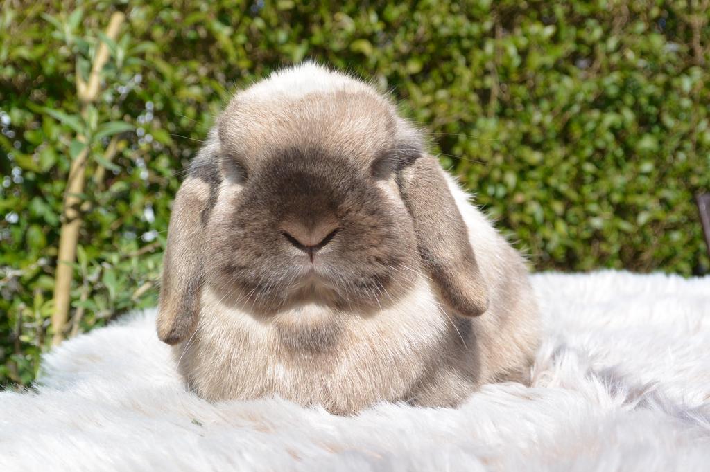 Gecastreerd minilop rammetje zoekt knuffelhuisje, Dieren en Toebehoren, Mannelijk, Dwerg, Hangoor, 0 tot 2 jaar
