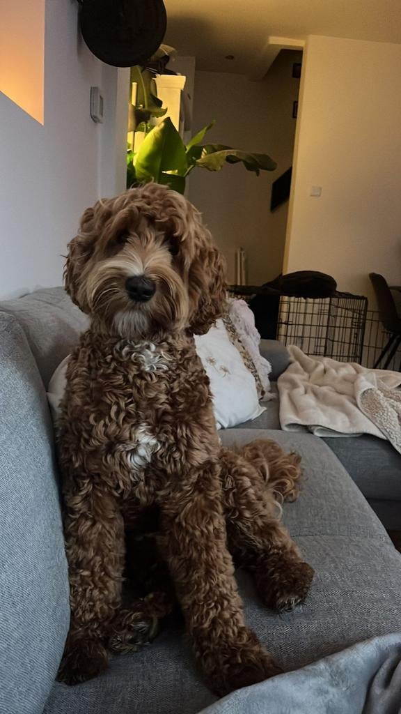 Australian labradoodle teefje zoekt fijn gastgezin, Overige rassen, 1 tot 2 jaar, Teef, Eén hond