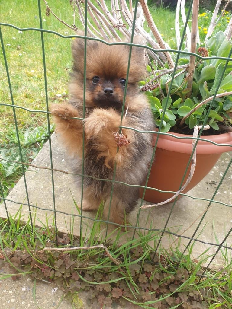 Pomchi reu, geboren 29/01/2026, Parvo, België, Particulier, 8 tot 15 weken