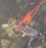 2x koi karper 45cm en 65cm, Dieren en Toebehoren, Karper of Koi
