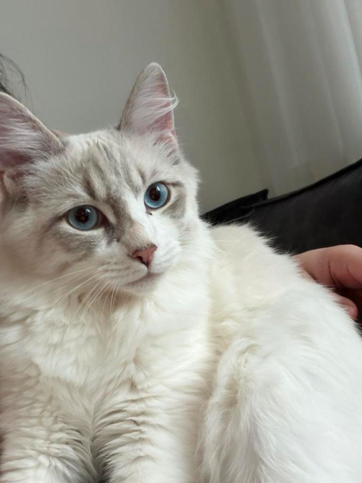 Kitten ragdoll krusing siberische kat. Neva masquerade, Dieren en Toebehoren, Katten en Kittens | Raskatten | Korthaar, Kater