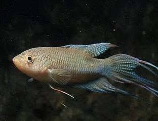 4 vissen te koop, Dieren en Toebehoren, Vis, Zoetwatervis