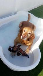 Hondenzwembad (bot vorm) – ideaal voor de zomer!, Dieren en Toebehoren, Ophalen, Gebruikt