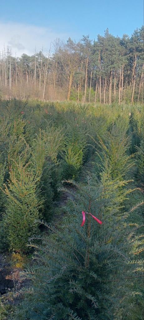Taxus baccata planten, Ophalen, Bloeit niet, Overige soorten, Volle zon