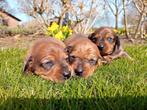 Teckel pups Kaninchen/dwerg, 8 tot 15 weken, Korthaar, Dwerg, Meerdere dieren