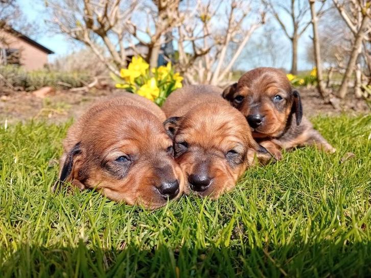 Teckel pups Kaninchen/dwerg, Dieren en Toebehoren, Honden | Teckels en Dashonden, Meerdere dieren, Korthaar, Dwerg, Particulier