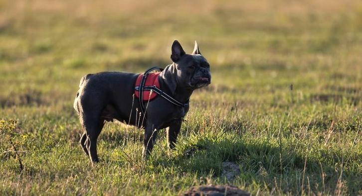 Franse Bulldog Lucy zoekt een nieuw thuis, Dieren en Toebehoren, Honden | Bulldogs, Pinschers en Molossers, Teef, Bulldog, Particulier