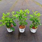 Annabelle hydrangea strong annabelle en gewone annabelle, Ophalen of Verzenden, Overige soorten, Halfschaduw