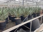 Aloe Dichotoma ( kokerboom) uit Namibie in potmaat 25cm., Vetplant, Ophalen of Verzenden, In pot, Minder dan 100 cm