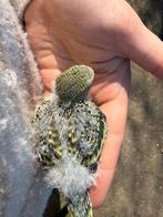 grasparkieten, Meerdere dieren, Geringd