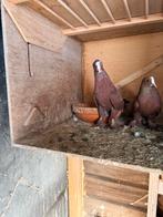 Koppel Iraakse duiven, Dieren en Toebehoren, Vogels | Duiven, Meerdere dieren, Overige soorten