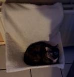 Europeese korthaar, Dieren en Toebehoren, Katten en Kittens | Overige Katten, Poes