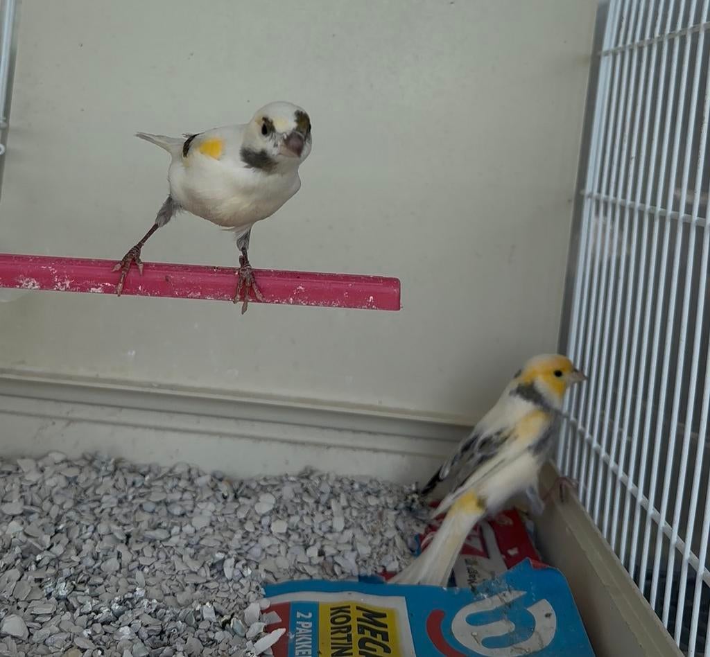 Koppel kanarie, Dieren en Toebehoren, Vogels | Kanaries, Meerdere dieren, Kleurkanarie