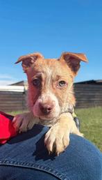 LIEVE PUPS ZOEKEN EEN THUIS – ZACK, ZURI & ZOLA, Particulier, 15 weken tot 1 jaar, Buitenland, Parvo