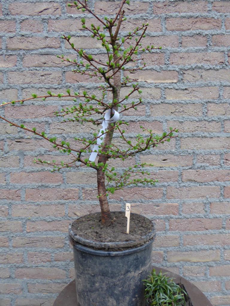 Bonsai: Larix, Ophalen, Bloeit niet, Halfschaduw, Overige soorten