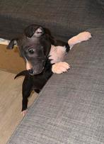 Mooie Amerikaanse Stafford x Bully Reu puppy, Dieren en Toebehoren, Reu, 8 tot 15 weken, Parvo, Bulldog