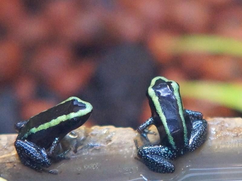 Phyllobates auroteania Green, Amfibie, 0 tot 2 jaar