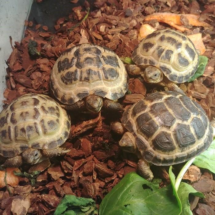 Testudo horsfieldi Tortoise - unknown for sale from Dierenhandel EXOTICA