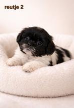 Super mooie gezonde boomer pups. Shih tzu maal Maltezer, Parvo, Overige rassen, 8 tot 15 weken, Meerdere