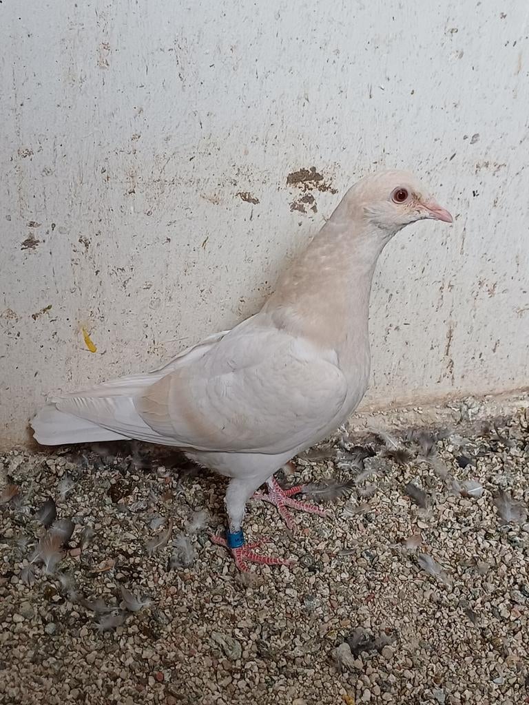 Kleurpostduif, Postduif